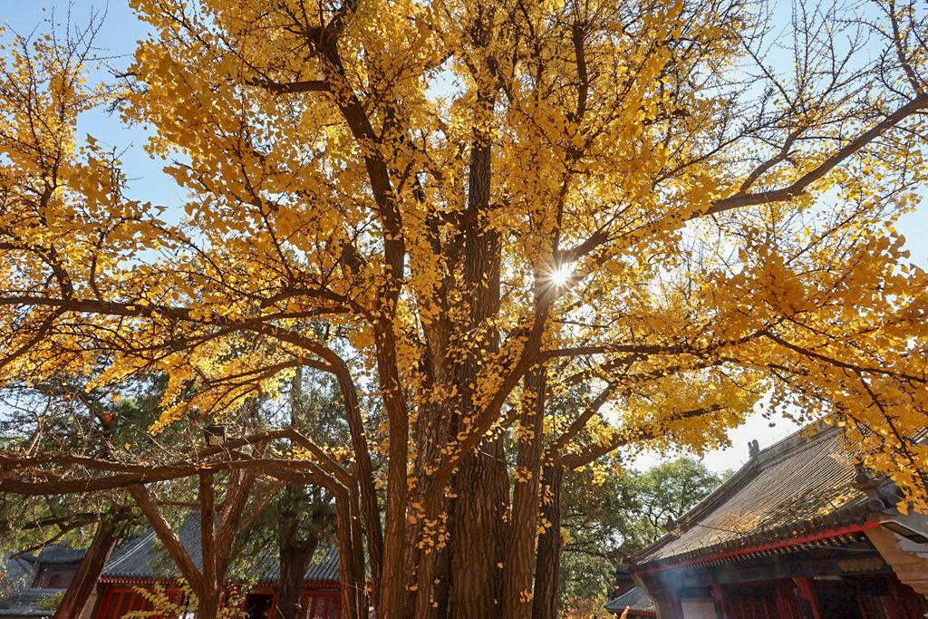 红螺寺秋游攻略,秋游千佛山森林公园