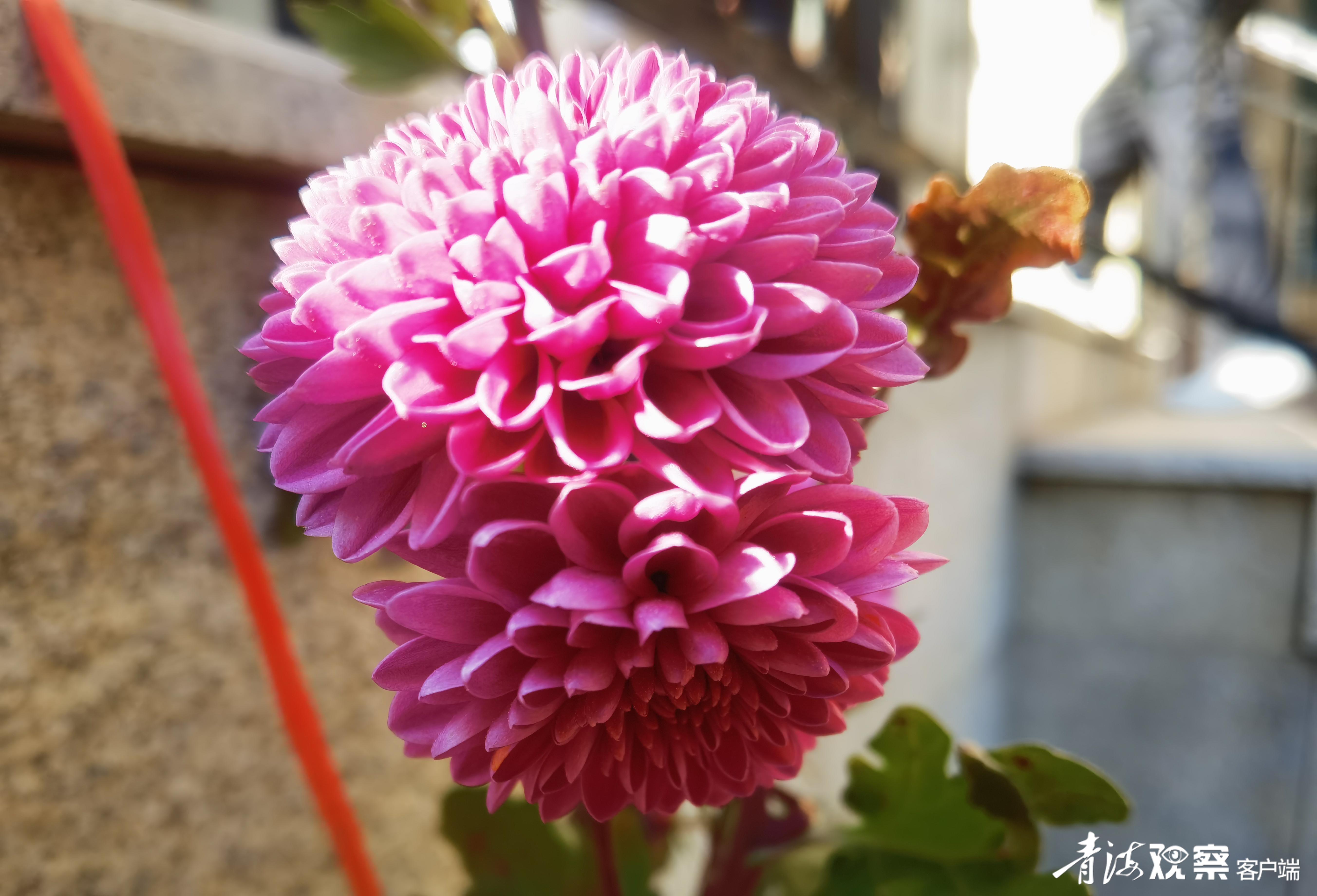 声声慢以菊喻人,声声慢伊菊唱段