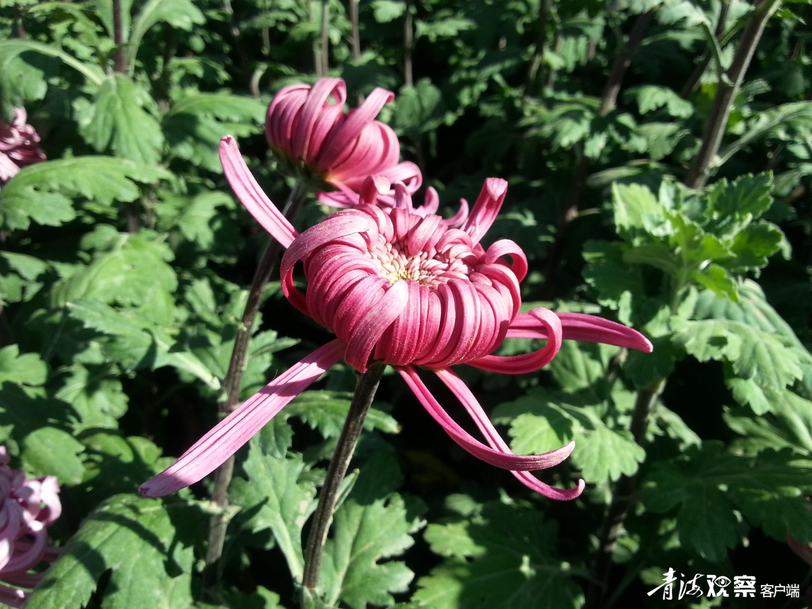 声声慢以菊喻人,声声慢伊菊唱段