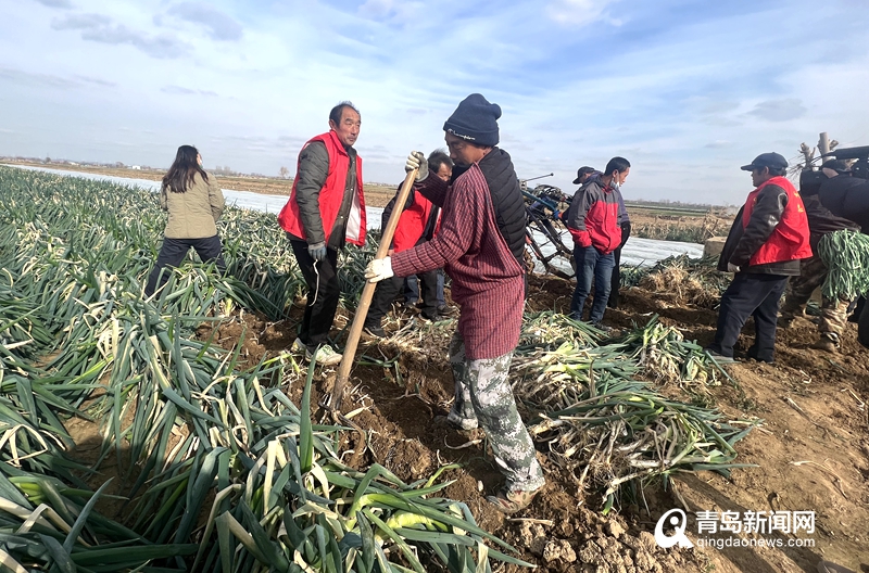 爱心助农梨滞销,爱心助农蔬菜滞销