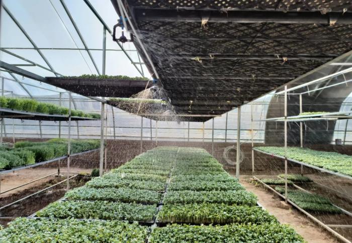 渭南市白水县刘家卓：芽苗菜种植巧打时间差成为富民新引擎