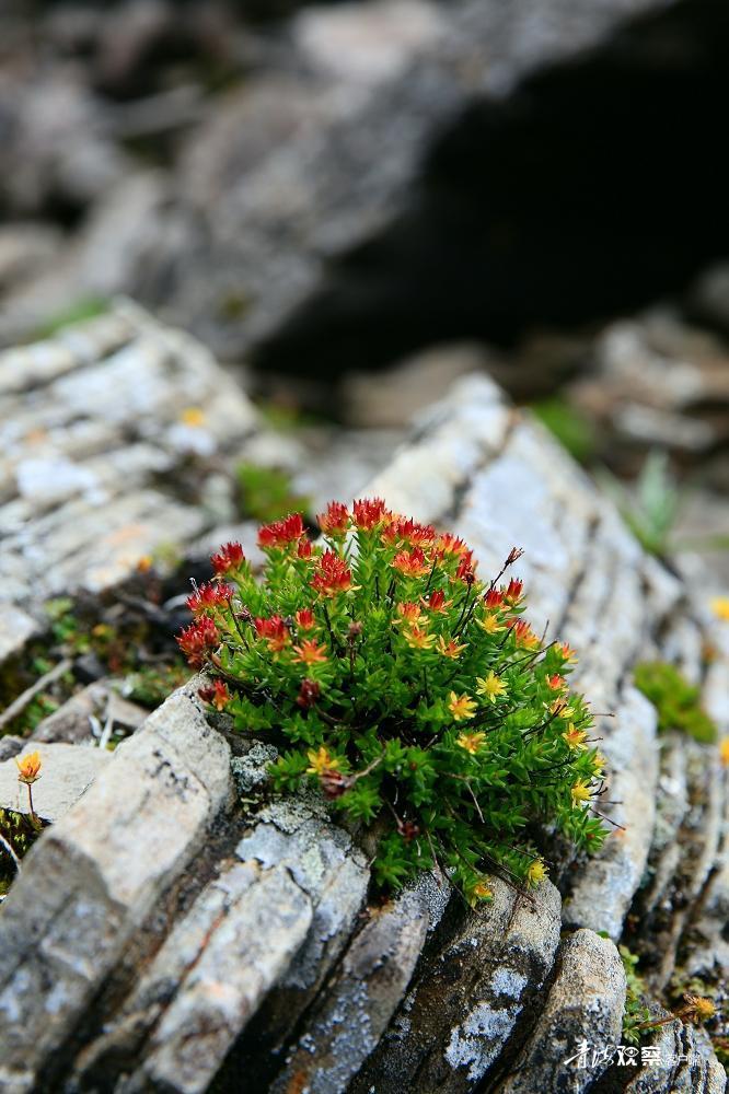 高原上的各种花真是太美了 (高原上的各种美丽花)
