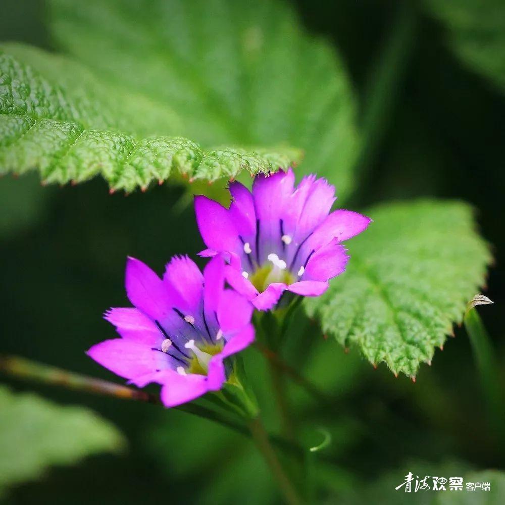 高原上的各种花真是太美了 (高原上的各种美丽花)