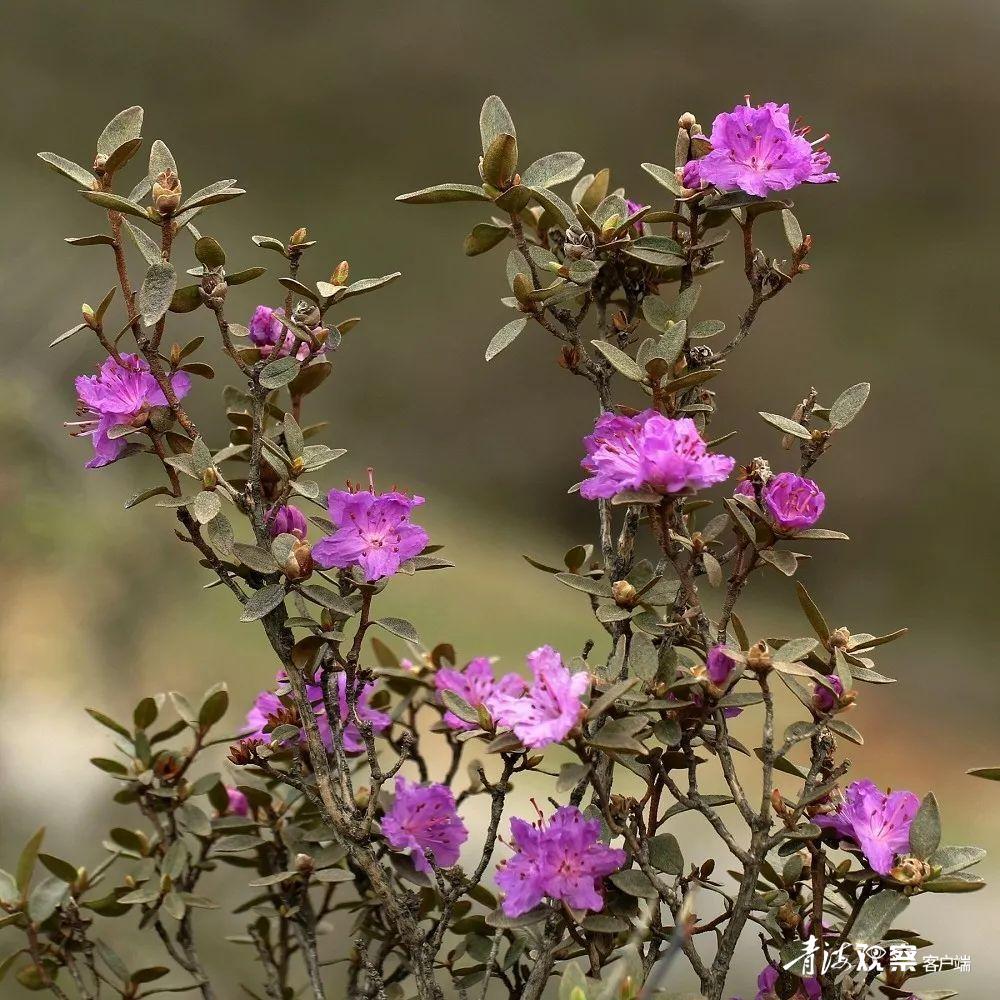 高原上的各种花真是太美了 (高原上的各种美丽花)