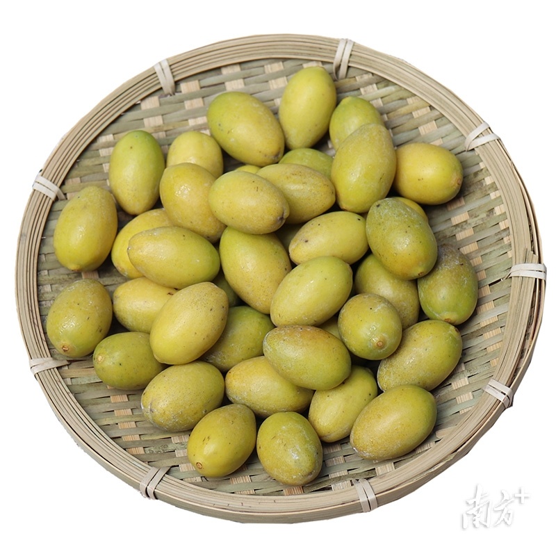 普通橄榄与三捻橄榄的区别,市面上好吃的橄榄有几个品种