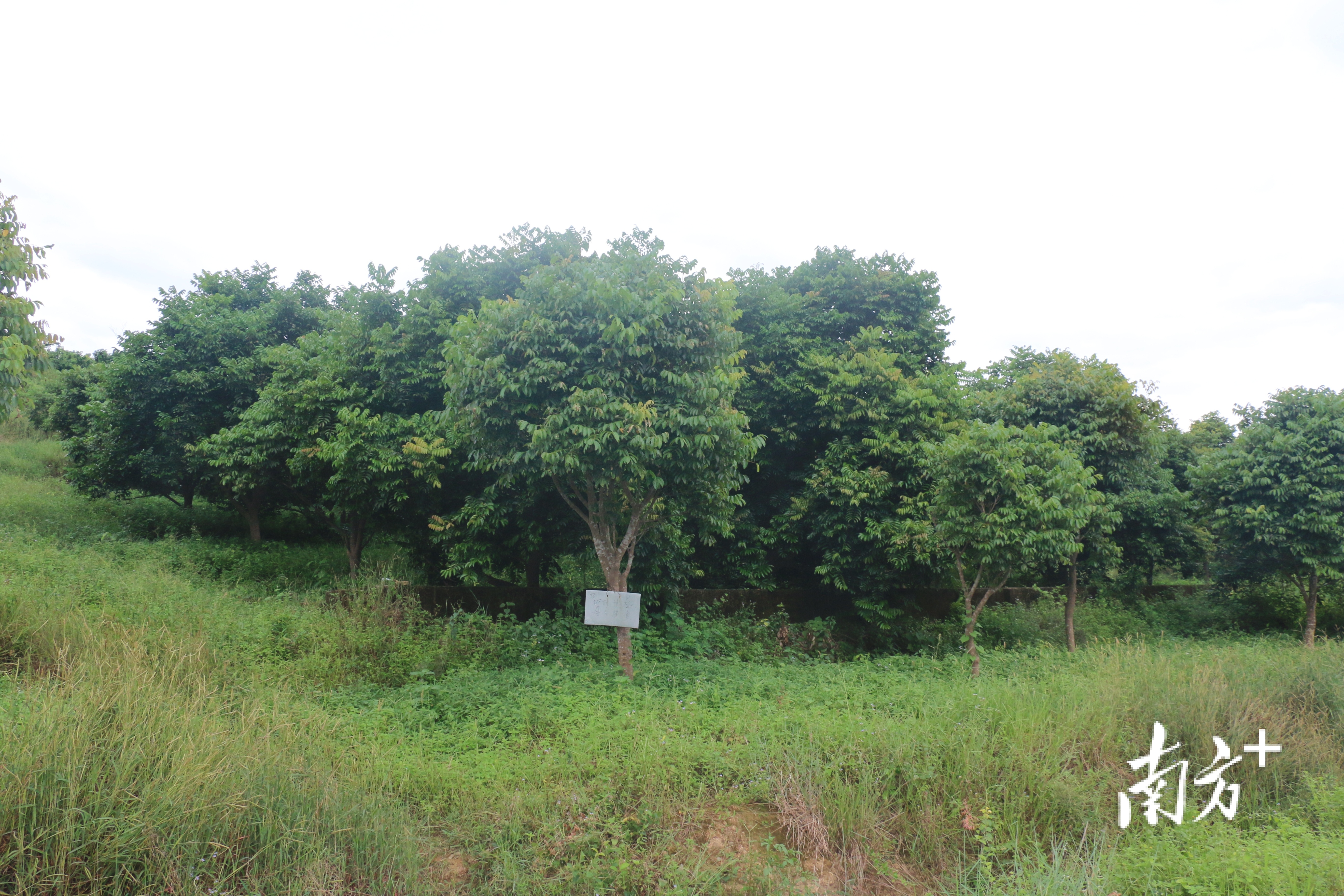 市面上好吃的橄榄有几个品种,橄榄的种类和区别