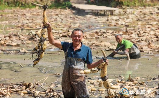 产业兴农村旺,产业兴旺助振兴