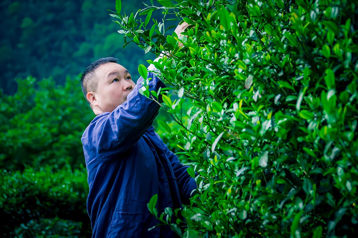 湖南红茶推荐品牌有哪些,湖南红茶十大名牌排行榜