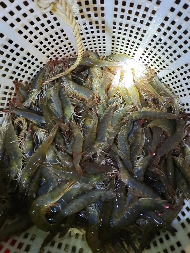 好消息！多个水产品迎来春天？对虾大涨2元/斤，鳜鱼、黄颡鱼、罗非鱼……