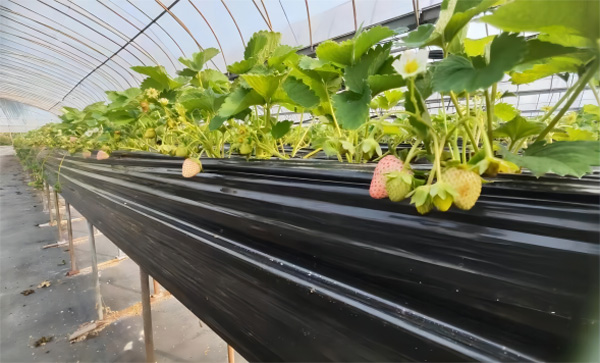 上海青浦草莓采摘基地,金山草莓和青浦草莓