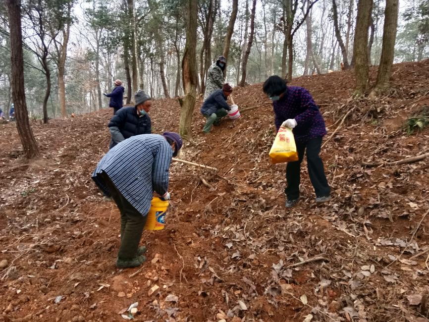 林下黄精种植基地图片,林下黄精种植还能挣钱吗
