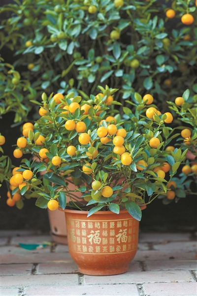 元旦节刊·花市|花如海人如潮，行过花街才过年