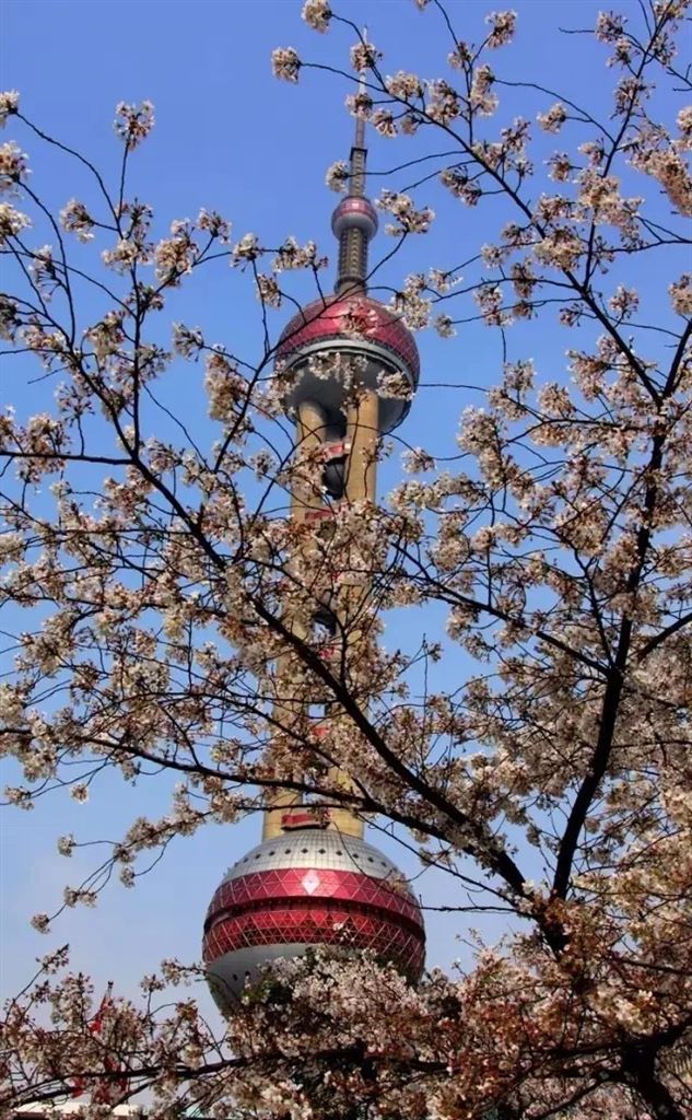 打卡陆家嘴三件套的电梯,打卡陆家嘴三件套叫什么