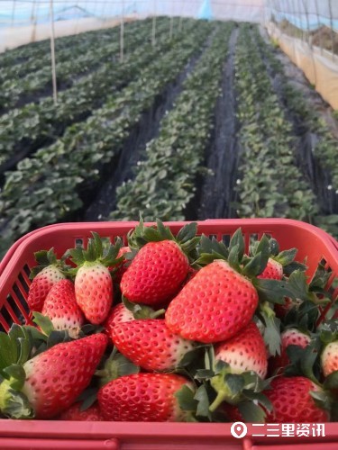 创业100|安康“草莓哥”李端:做网红用影响力来变现