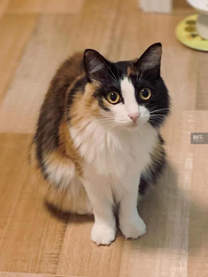 触乐问触乐·兔年篇