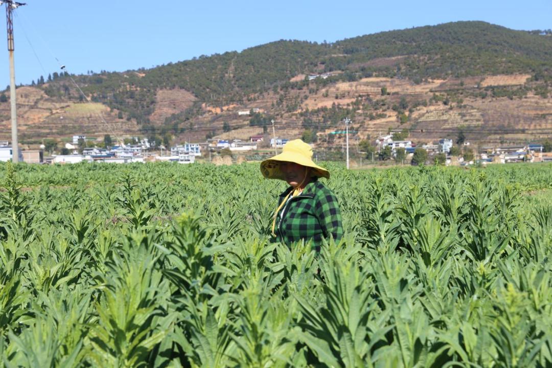 冬季也能鼓起钱袋，“奥秘”就在它！