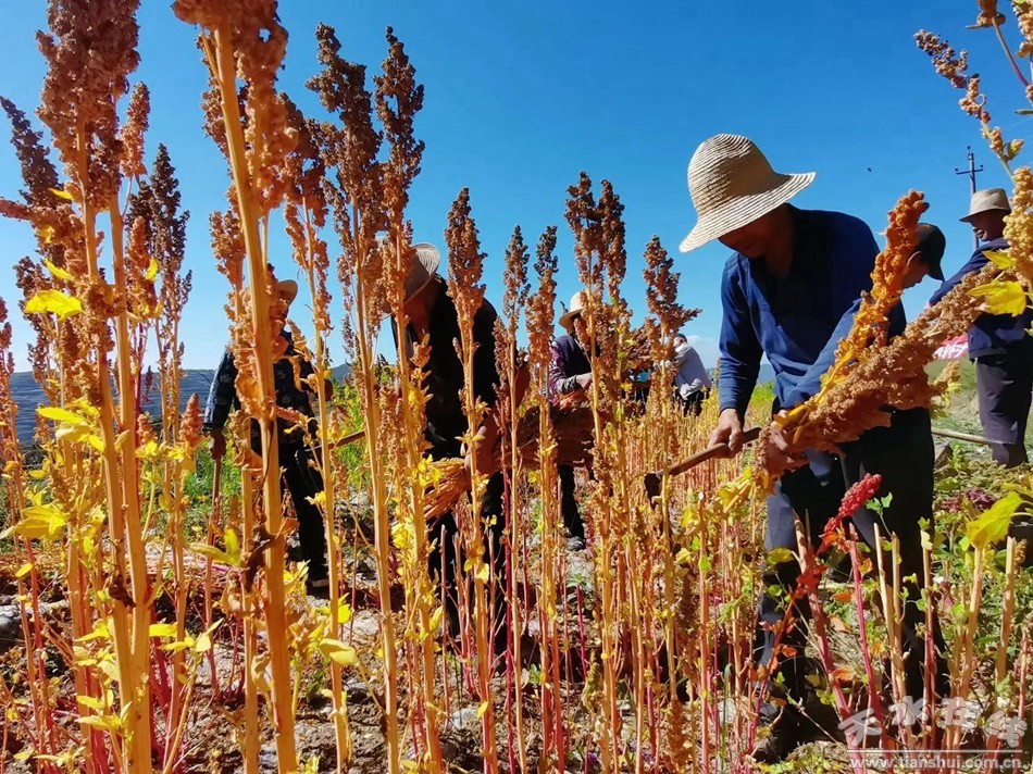 武山县重点工作会议,武山县乡村振兴四个一批