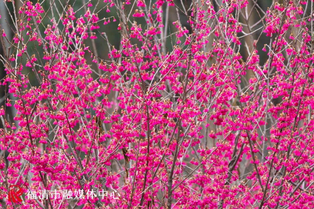 福清看樱花的地方,福清樱花圣地