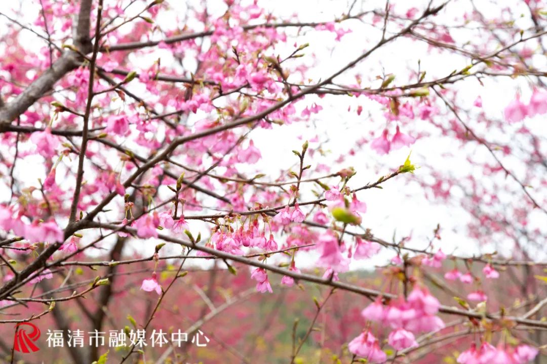 福清看樱花的地方,福清樱花圣地