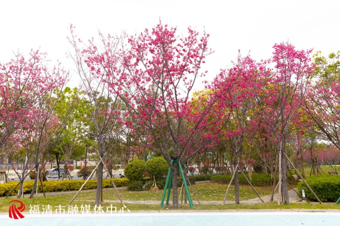 福清看樱花的地方,福清樱花圣地