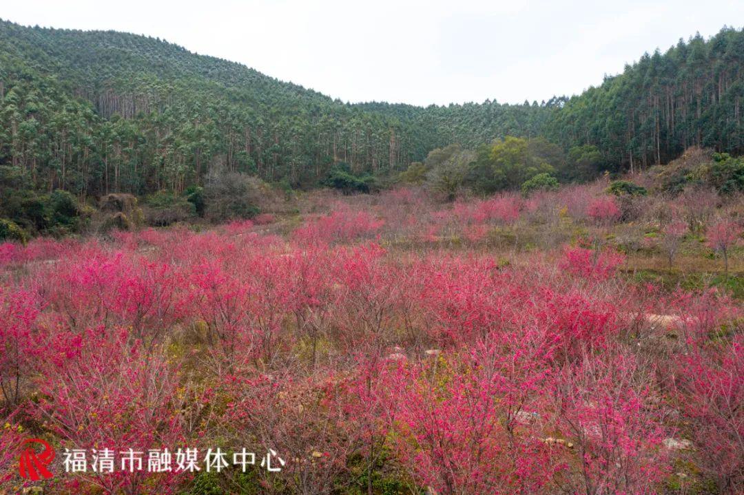 福清赏樱花,福清粉色樱花