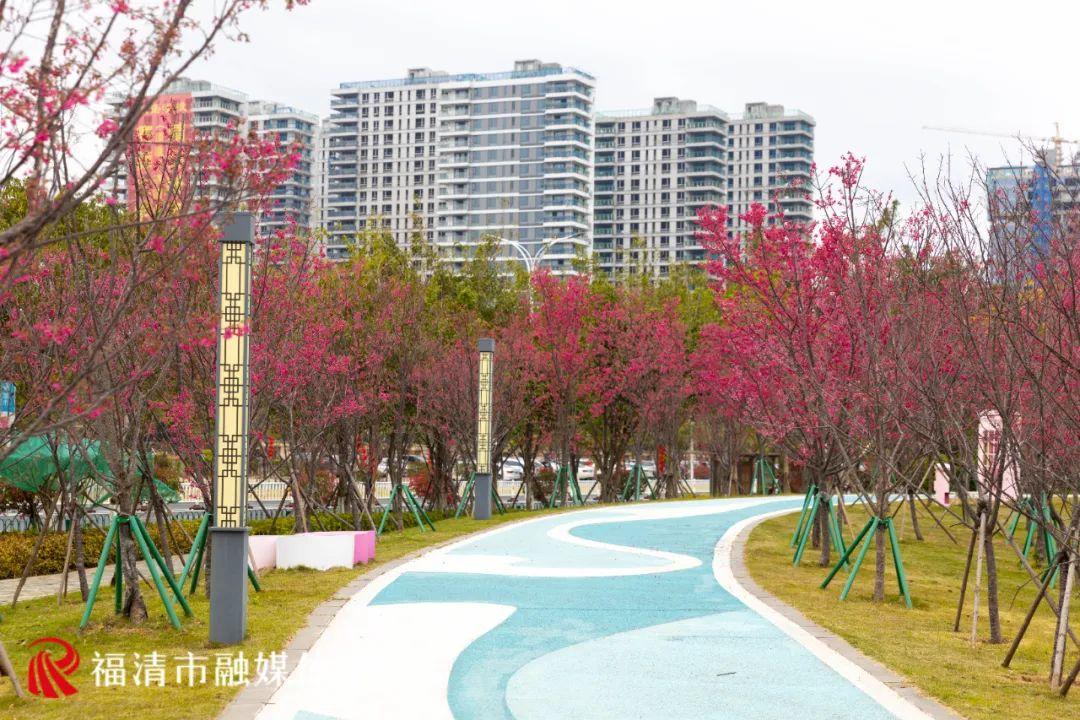 福清赏樱花,福清粉色樱花
