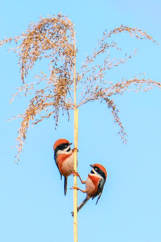 悠悠寸草心报春晖,谁言寸草心报春晖