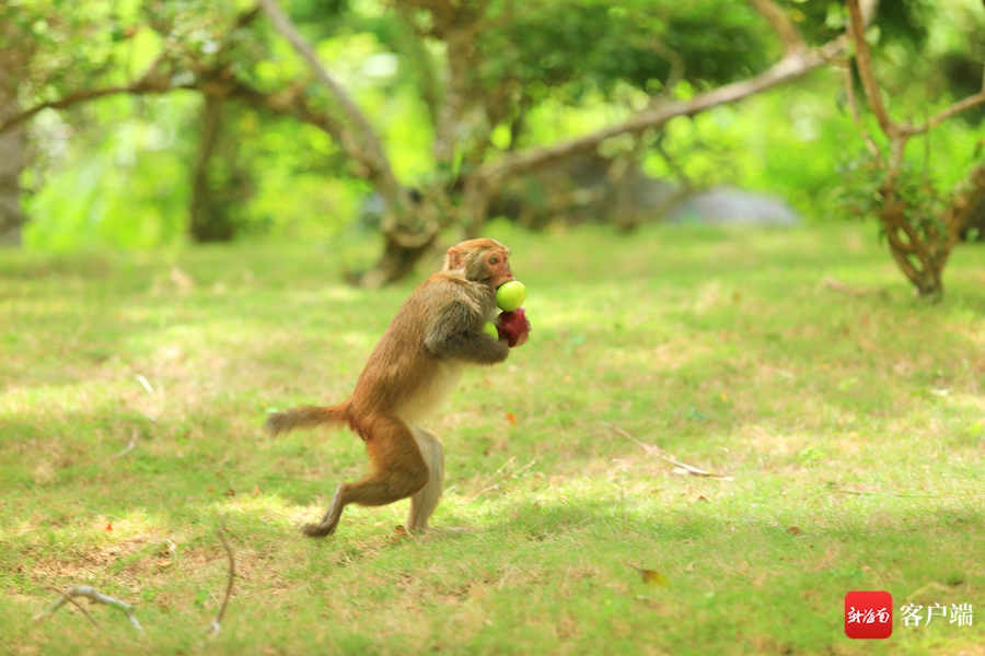 海南暑假旅游攻略自由行,海南研学亲子游