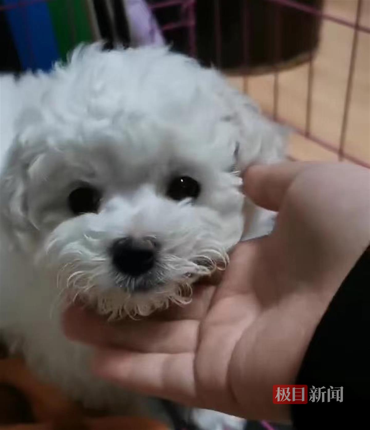 极目315,小狗3天细小花了2000多商家退钱吗