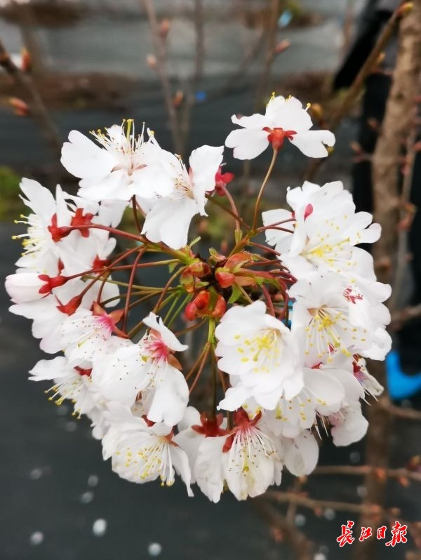 在樱花校园怎么找到自己的老家,樱花最开始的初始地是哪里