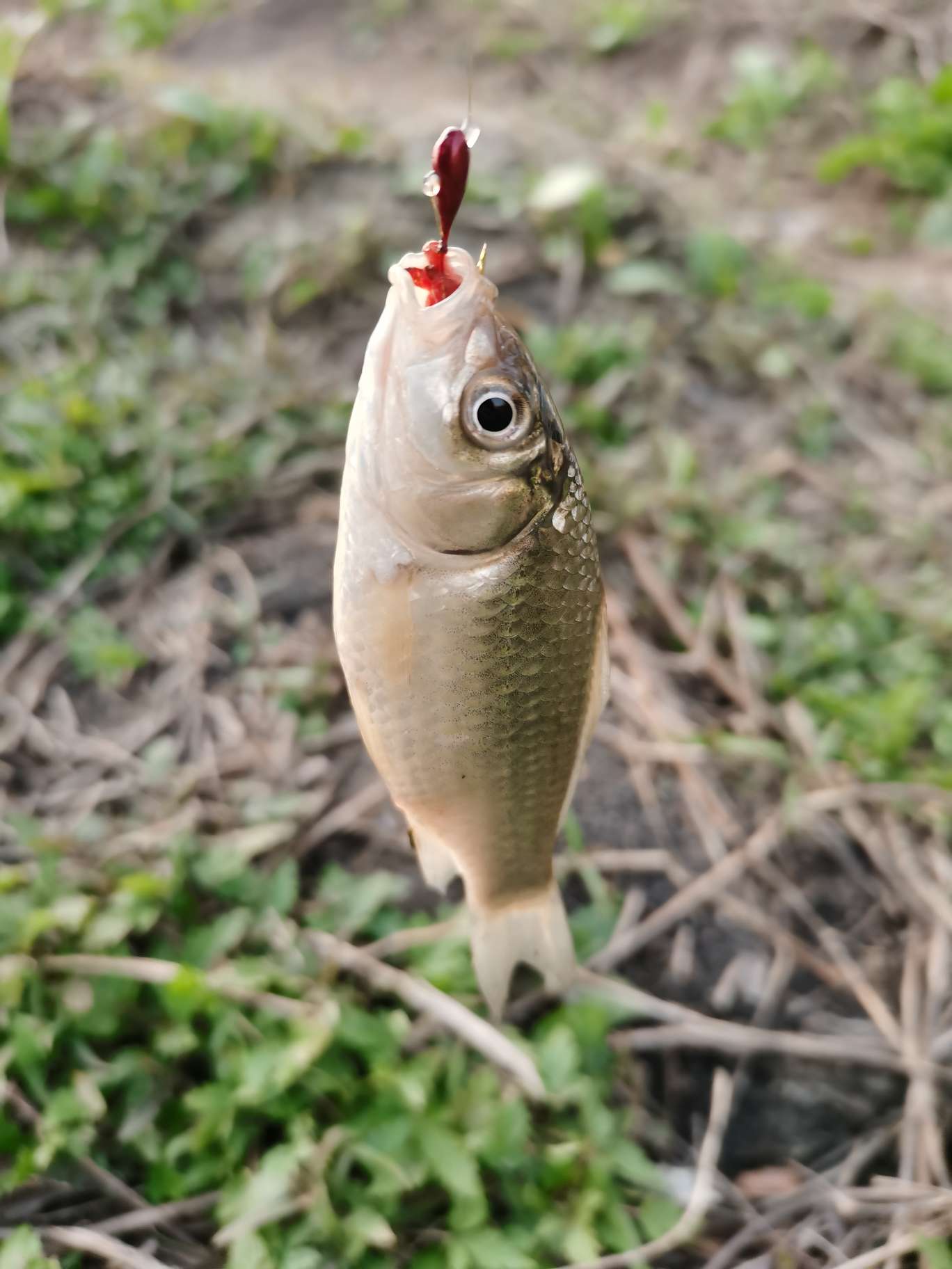 初春传统钓思路需得当不走空军路,初春传统钓鲫鱼