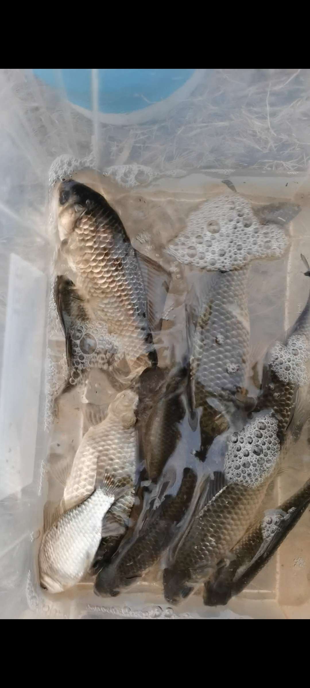 初春传统钓思路需得当不走空军路,初春传统钓鲫鱼