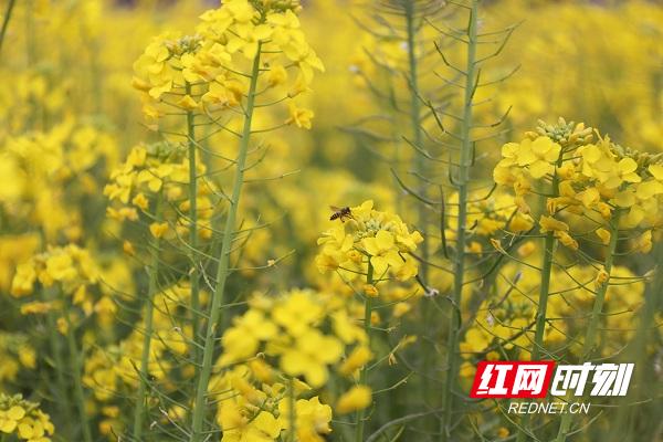 湖南新田油菜花,永州新田油菜花开壮观如雪景组图