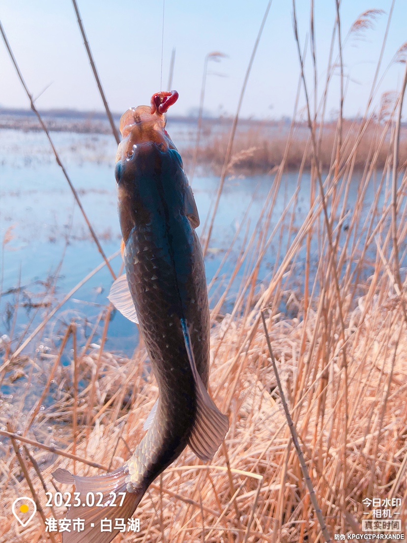 白马湖禁止钓鱼吗,白马湖朝阳河禁钓吗