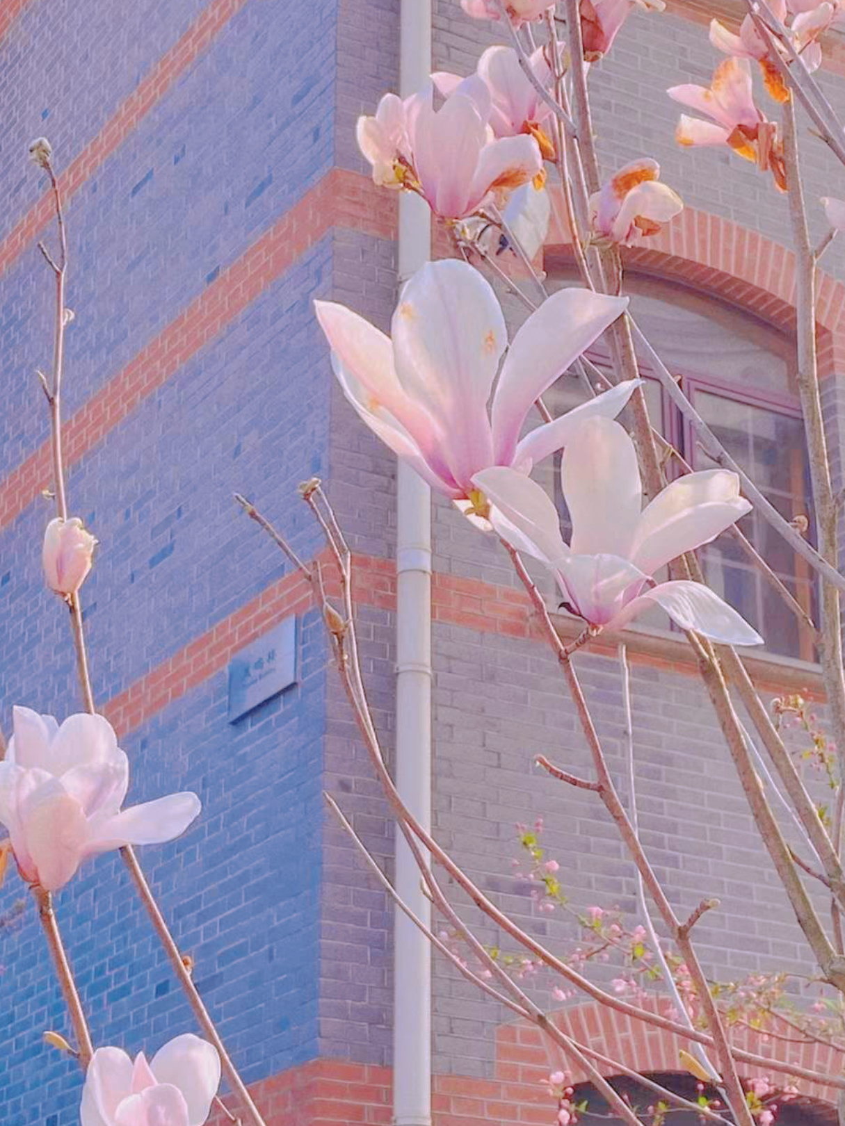 3月赏花全攻略,上班路上赏花走花路