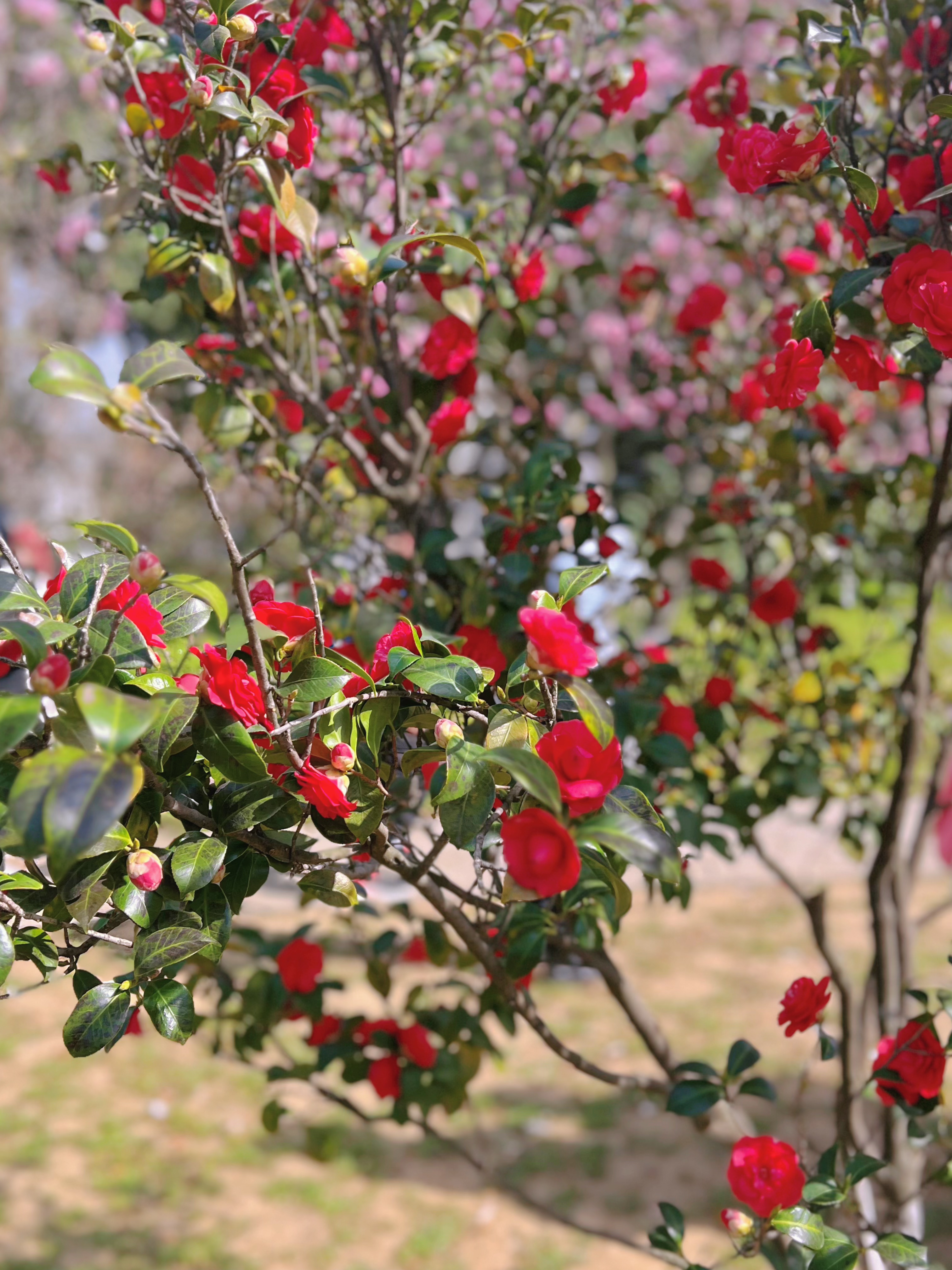 3月赏花全攻略,上班路上赏花走花路
