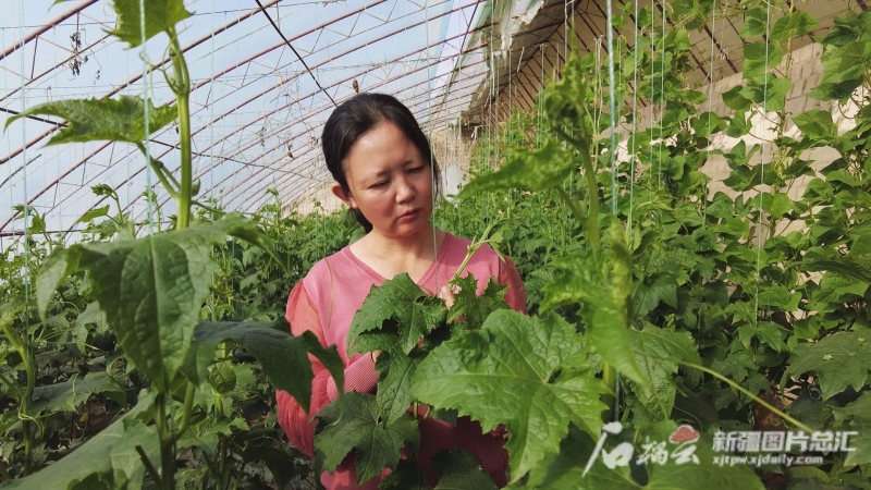 代表委员履职合集,企业家委员履职风采