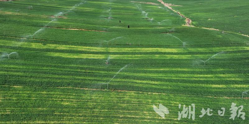 春风春雨春花盛开,春风莺飞草长陌上花开