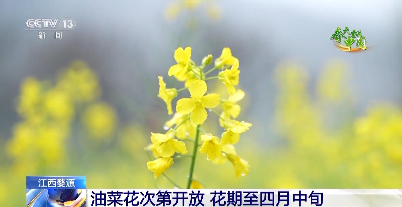 婺源人间仙境美如画,江西婺源云雾缭绕人间仙境