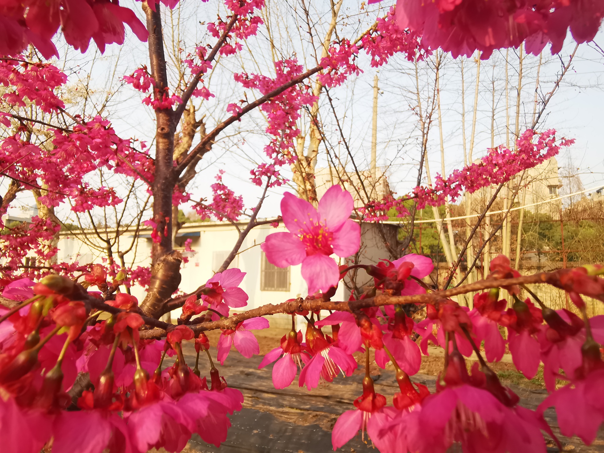 “楚”字头樱花品种再上新！武汉国樱“八楚争妍”