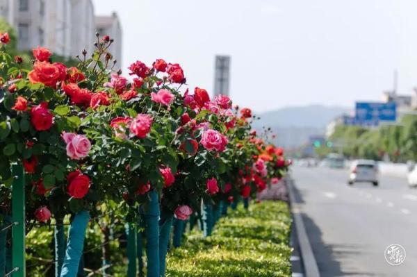 有一种治愈系风景叫云南的生活,有一种美叫云南的生活