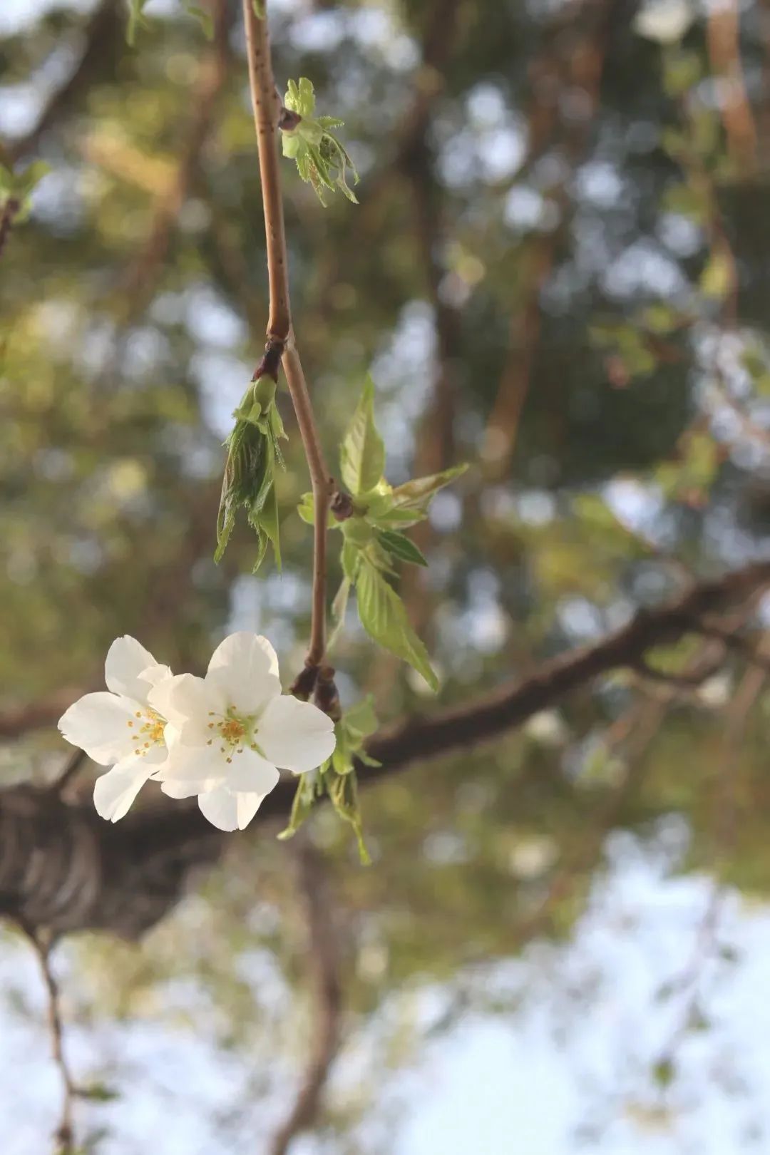 春日赏花先识花，识花先看这一篇~