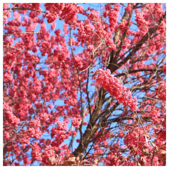 有一种叫云南的生活|云南的“宝藏绿化带”里可不只有迷迭香!