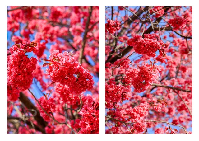 有一种叫云南的生活|云南的“宝藏绿化带”里可不只有迷迭香!