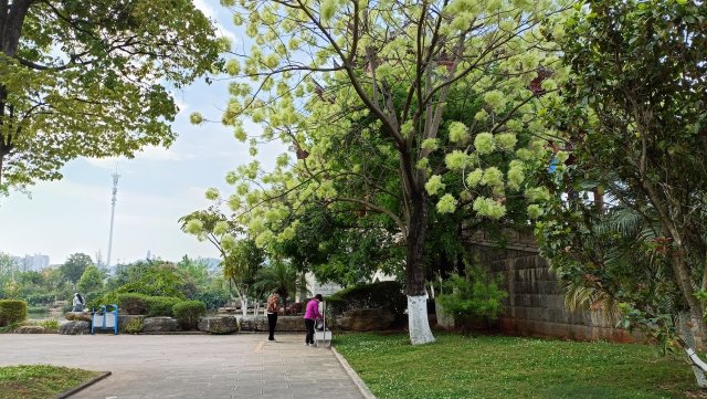 有一种叫云南的生活｜云南的“宝藏绿化带”里可不只有迷迭香！