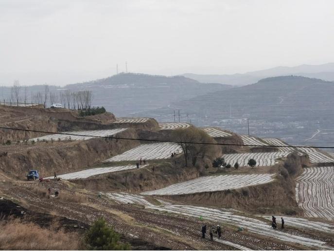庄浪种植中药材,庄浪适合种药材吗