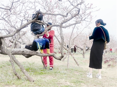 @亳州市民花开堪赏直须赏莫要折花空赏枝