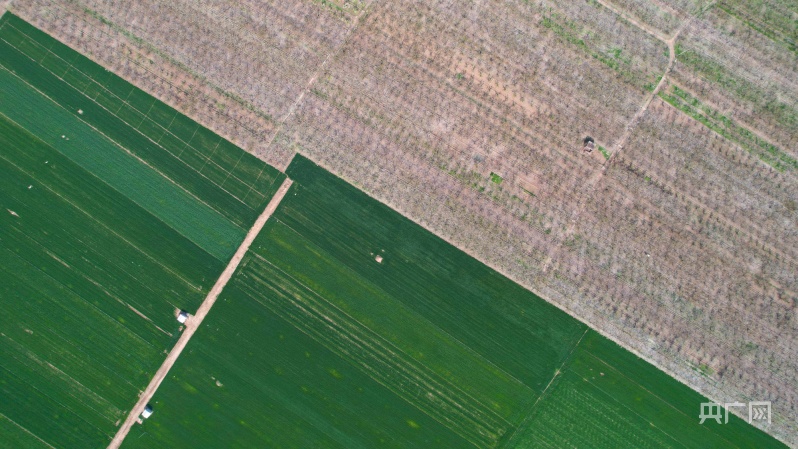 赵县梨花观赏地,发现河北之美