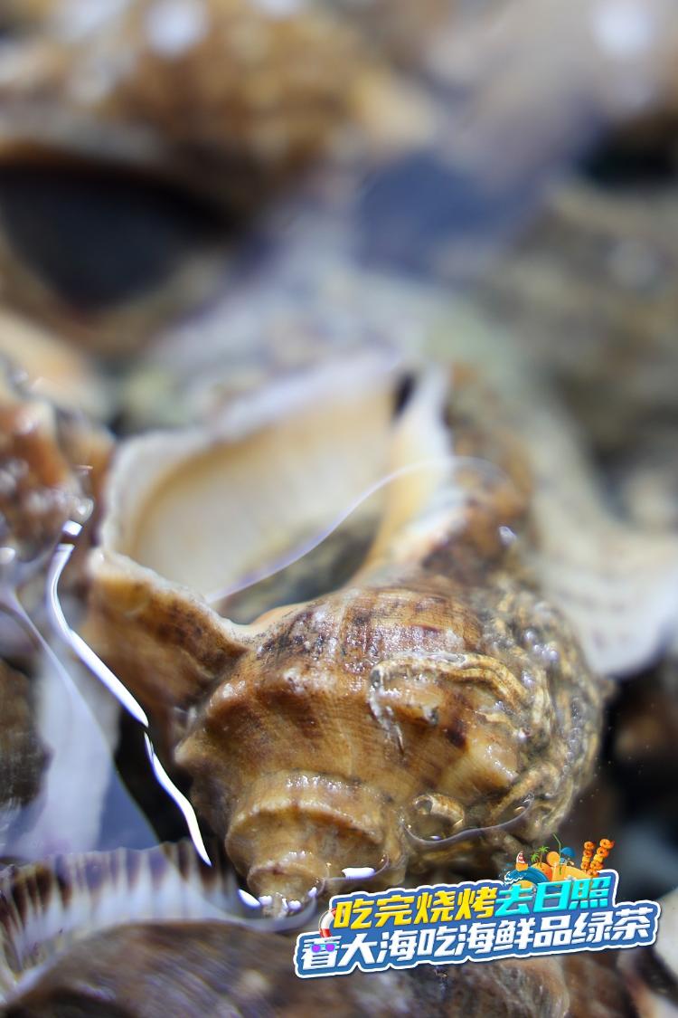 吃完烧烤来日照｜海鲜篇：春味正好，日照“虾婆”透肥！震鲜！