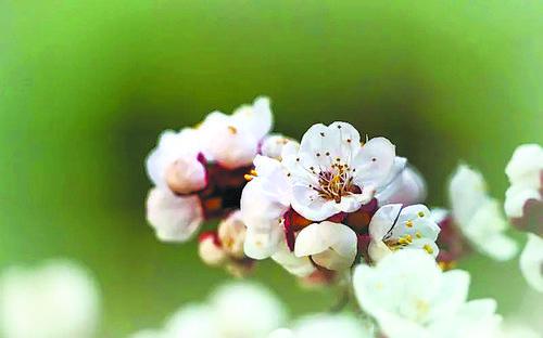 甘南的美食糌粑怎么读,甘南石磨糌粑